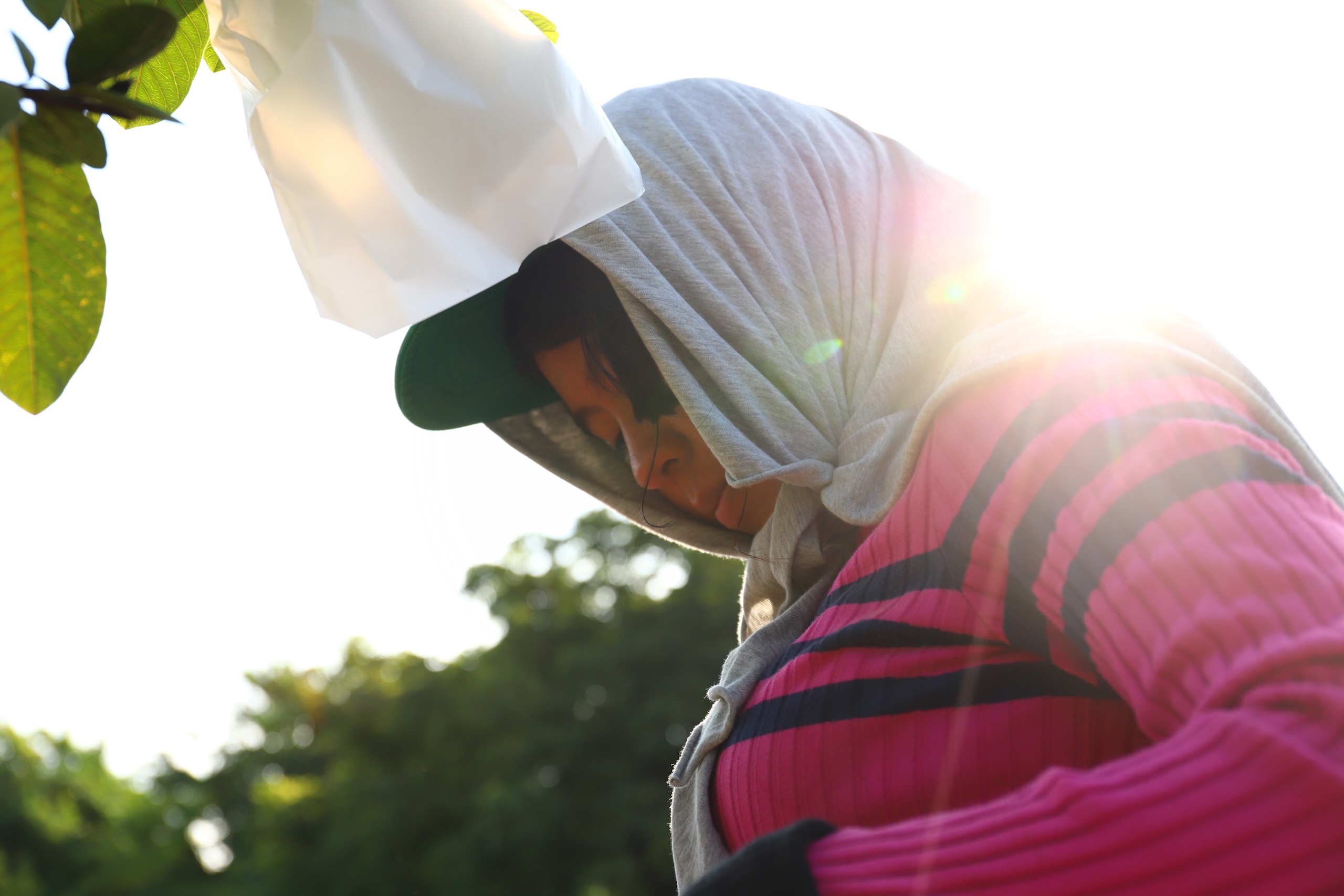 Farm workers tending to the guava orchard