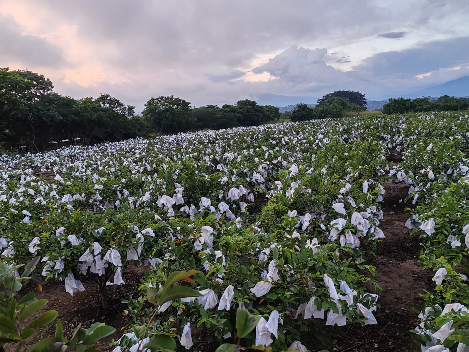 Tropical agriculture harvest season